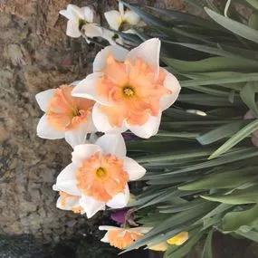 Hungarian Rhapsody Daffodil (Narcissus Hungarian Rhapsody) Img 4